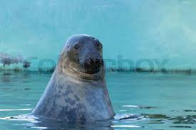 Image result for Halichoerus grypus