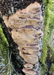 Attēlu rezultāti vaicājumam “Phellinus pomaceus”