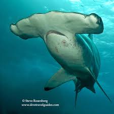 Image result for Sphyrna