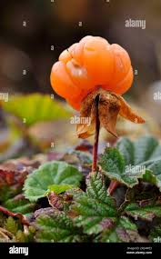 Attēlu rezultāti vaicājumam “Rubus chamaemorus flower”