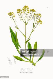 Attēlu rezultāti vaicājumam “Isatis tinctoria”