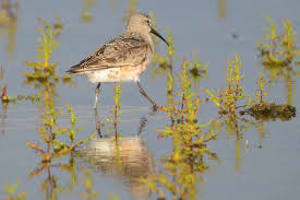 Image result for Calidris ferruginea
