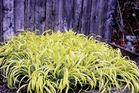 Attēlu rezultāti vaicājumam “Milium effusum flower”