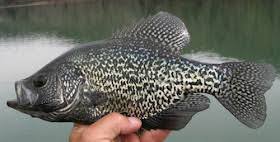 Image result for Pomoxis nigromaculatus