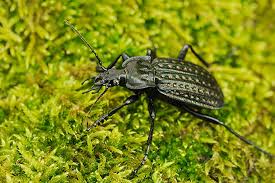 Attēlu rezultāti vaicājumam “Carabus clathratus”