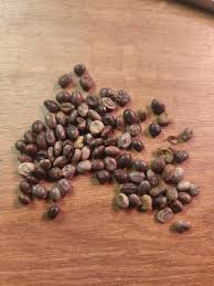 Attēlu rezultāti vaicājumam “Lupinus polyphyllus fruit”