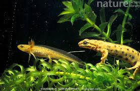 Attēlu rezultāti vaicājumam “Triturus vulgaris male”