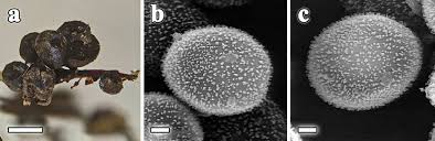 Attēlu rezultāti vaicājumam “Lamproderma ovoideum”