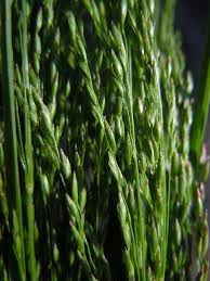 Attēlu rezultāti vaicājumam “Poa palustris”