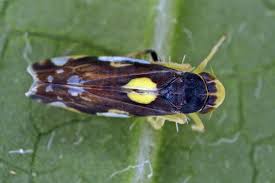 Attēlu rezultāti vaicājumam “Eupteryx vittata”