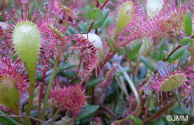 Attēlu rezultāti vaicājumam “Drosera x obovata”