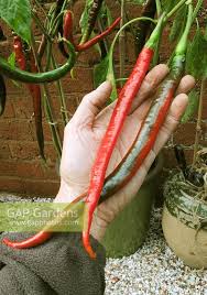 Afbeeldingsresultaat voor joe long cayenne hot pepper