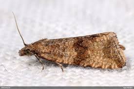 Attēlu rezultāti vaicājumam “Celypha striana”