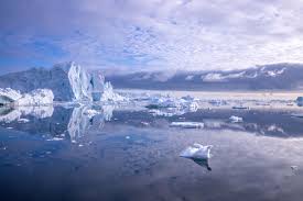 Image result for Ildblomkarse