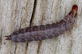 Attēlu rezultāti vaicājumam “Trogossitidae”