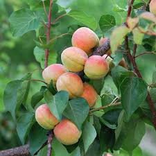 Attēlu rezultāti vaicājumam “Prunus armeniaca”