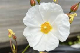 Attēlu rezultāti vaicājumam “Cistaceae”