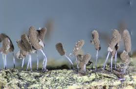 Attēlu rezultāti vaicājumam “Stemonitopsis typhina”