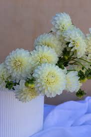 Image result for Dahlia `Snowflake`