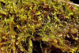 Attēlu rezultāti vaicājumam “Gymnocolea inflata”