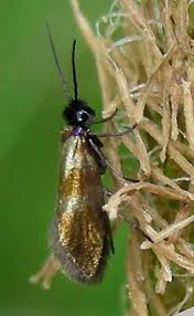 Attēlu rezultāti vaicājumam “Micropterigidae”