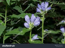 Image result for Campanula moesiaca