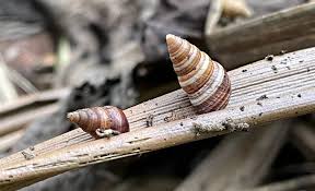 Attēlu rezultāti vaicājumam “Amaurochaete atra macro”