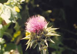 Attēlu rezultāti vaicājumam “Silybum marianum fruit”