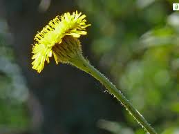 Attēlu rezultāti vaicājumam “Hypochaeris maculata”