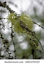 Attēlu rezultāti vaicājumam “Usnea filipendula”