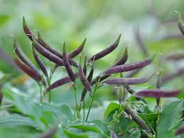 Attēlu rezultāti vaicājumam “Lathyrus vernus fruit”