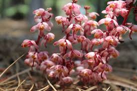 Attēlu rezultāti vaicājumam “Pyrolaceae”