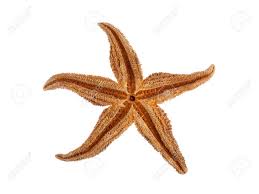 Image result for Asterias rubens