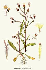 Attēlu rezultāti vaicājumam “Erigeron acris”