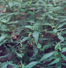 Attēlu rezultāti vaicājumam “Persicaria hydropiper”