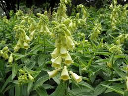 Image result for Digitalis grandiflora