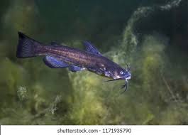 Image result for Ameiurus melas