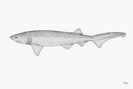 Image result for Hexanchus griseus