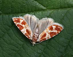 Attēlu rezultāti vaicājumam “Rhyacionia pinicolana”