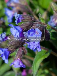 Attēlu rezultāti vaicājumam “Pulmonaria angustifolia flower”