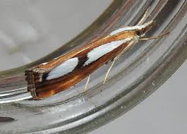 Attēlu rezultāti vaicājumam “Catoptria permutatellus”