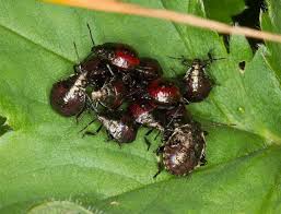 Attēlu rezultāti vaicājumam “Picromerus bidens”