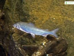 Image result for Coregonus lavaretus