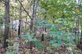 Attēlu rezultāti vaicājumam “Phyllonorycter platanoidella”