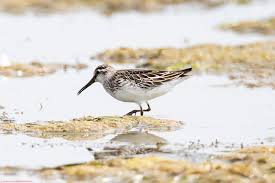 Attēlu rezultāti vaicājumam “Calidris falcinellus adult”