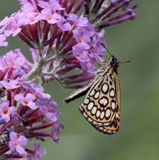 Attēlu rezultāti vaicājumam “Heteropterus morpheus underside”