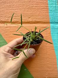 Image result for Alonsoa linearis