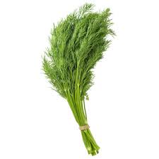 Image result for Dill