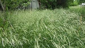 Attēlu rezultāti vaicājumam “Festuca psammophila”