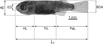 Image result for Chelon saliens